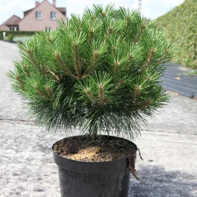 Сосна обыкновенная Ватерери (Pinus sylvestris Watereri) полуштамб 35л -  Сочинский питомник декоративных растений
