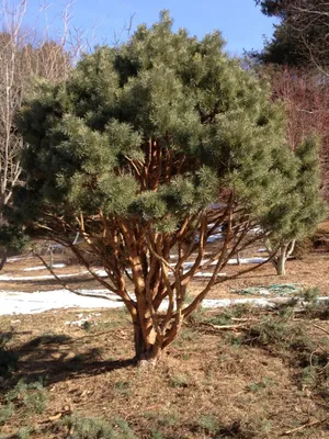 Сосна обыкновенная Ватерери (Pinus sylvestris Watereri) в Бишкеке: купить,  цена, заказать, продажа, стоимость | Sad.kg