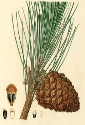Сосна итальянская, пиния (Pinus pinea) / Статьи / Древесные породы мира