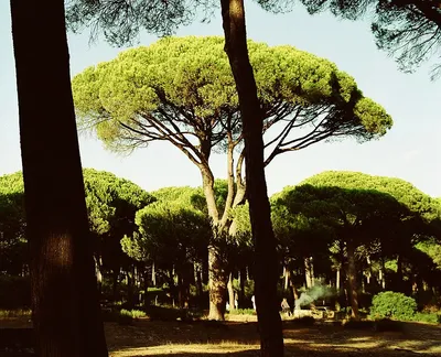 Category:Pinus pinea - Wikimedia Commons