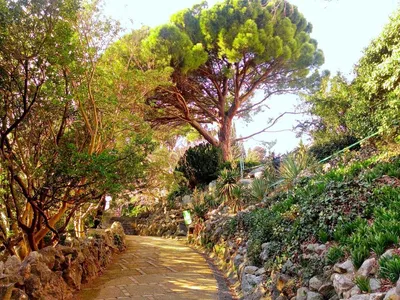 Пиния, сосна итальянская | Никитский ботанический сад