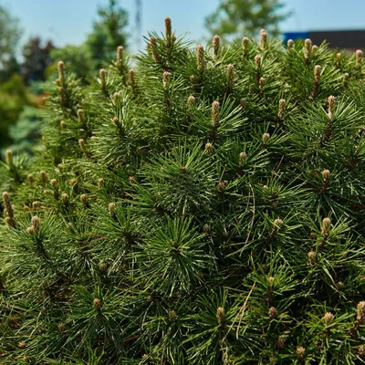 Сосна Черная (Пиния) - Pinus - «Feel Green»