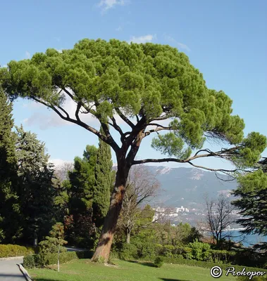 Pinus pinea - Image of an specimen - Plantarium