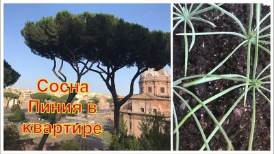 Сосна каменная, сосна зонтик, сосна итальянская - Pinus pinea семена 1 шт  (ID#1570723965), цена: 100 ₴, купить на Prom.ua