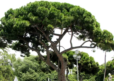 Італійська сосна Пінія Pinus pinea - ціна від ROVINSKY GARDEN