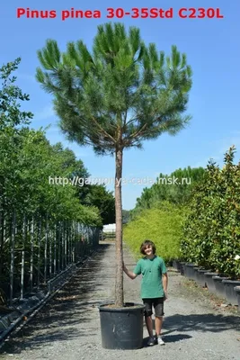 Сосна Пиния (Штамб) (Pinus pinea Std)