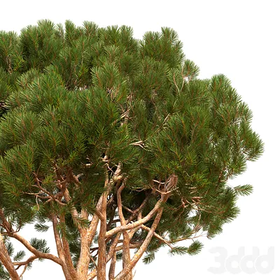 Пиния (Сосна итальянская) #02 - Деревья - 3D модель