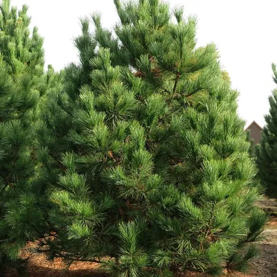 Сосна румелийская (Pinus peuce) купить в Моспитомнике по цене от 8900 руб.  , размер 100-120 см.
