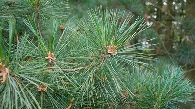 Купить Сосна румелийская (Pinus peuce) от 3 999 руб. в интернет-магазине  Архиленд с доставкой почтой по Москве и в регионы