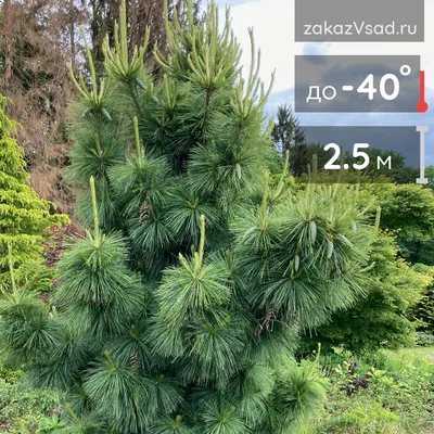 Сосна шверина Витхорст \"Pinus schwerinii Wiethorst\" | САД ПОЛТАВИ