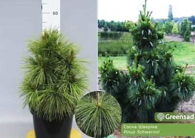 Сосна шверина / Pinus schwerinii - Розсадник декоративних рослин «Зелена  Бухта»
