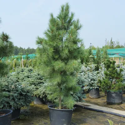 Купить Сосна веймутова Радиата - Pinus strobus Radiata - в питомнике Флорини