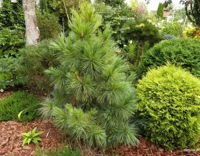 Сосна Шверина 'Ваеторст' (Pinus schwerinii 'Wiethorst') (id 53973153),  купить в Казахстане, цена на Satu.kz
