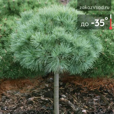 Сосна Шверина Витхорст (Pinus schwerinii Wiethorst) С 7,5 — Питомник Летний  сад