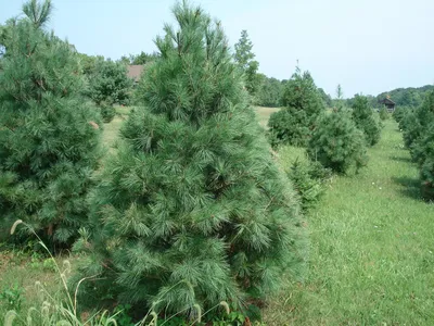 Сосна веймутова Минима (Pinus strobus Minima) купить.