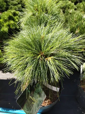 Сосна Шверина Витхорст (висота 0,5м, горщикС5) лат. \"Pinus schwerinii  Wiethorst\" - напівкарликове хвойне деревце, що повільно росте. - GoldForest
