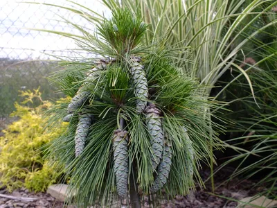 Сосна Шверина Витхорст. (Pinus schwerinii Wiethorst) С7,5 купить в  интернет-магазине ЦВІТСАД с доставкой по Украине