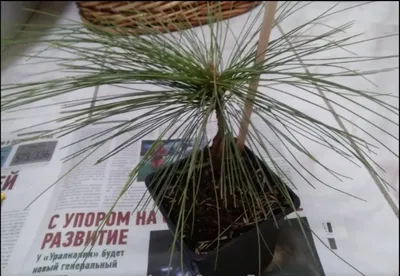 Сосна Шверина Витхорст (Pinus schwerinii Wiethorst) купить саженцы в Москве  по низкой цене из питомника, доставка почтой по всей России |  Интернет-магазин Подворье