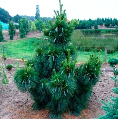 Сосна Шверина Витхорст (Pinus schwerinii Wiethorst) недорого - Зелёная  Гавань