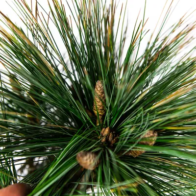 Сосна шверина Витхорст / h 40-50 / Pinus schwerinii Wiethorst  (ID#1687890123), цена: 2200 ₴, купить на Prom.ua