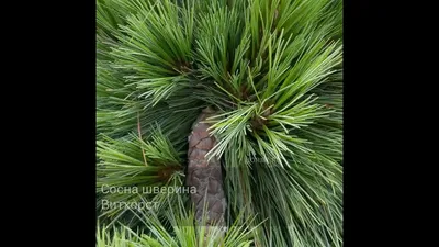 Сосна шверина Витхорст / h 30-40 / Pinus schwerinii Wiethorst  (ID#1825226462), цена: 1200 ₴, купить на Prom.ua