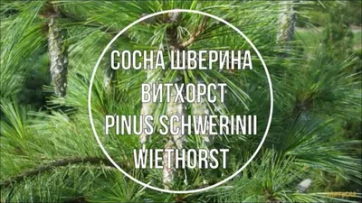 Сосна Шверина \"Wiethorst\" (Витхорст): купить саженцы в Москве - Ромашкино  Парк
