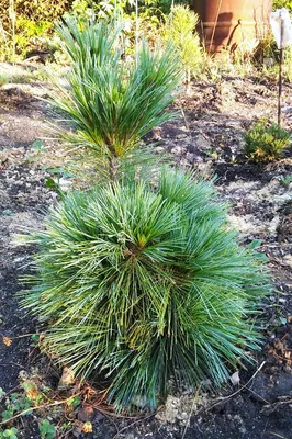 Сосна Шверина Витхорст 50/60 Pinus schwerinii Wiethorst 15л (Н) — цена в  LETTO