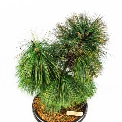 Саджанці купити ціна Сосна Шверина (Pinus schwerinii) \"Wiethorst\" /Н 70  см+/ контейнер С15 L - Розплідник рослин КРОНА (097)608-2368