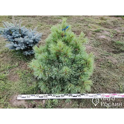 Сосна Веймутова Радиата. (Pinus strobus Radiata) С35 купить в  интернет-магазине ЦВІТСАД с доставкой по Украине