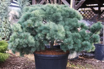 Сосна Веймутова 'Radiata' - Pinus strobus 'Radiata' - «Feel Green»