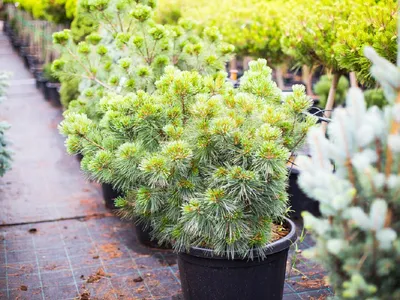 Сосна веймутова Рейнсхаус (Pinus strobus Reinshaus) – Ваш сад