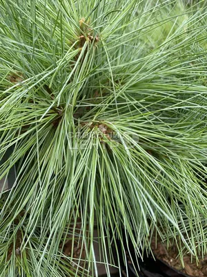 Сосна Веймутова Radiata (Pinus strobus Radiata) — САДОВЫЙ-ТЕАТР.РФ