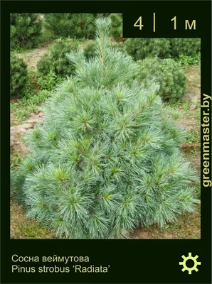 Сосна Веймутова Радиата Pinus strobus Radiata | Юлин сад