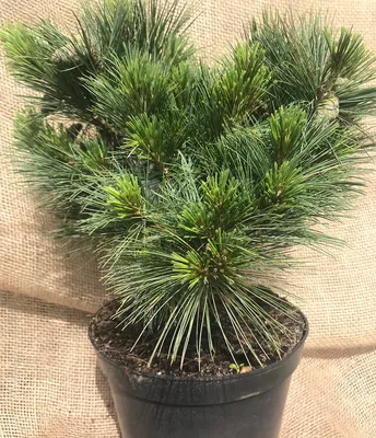Сосна веймутова Фастигиата — Pinus strobus «Fastigiata»