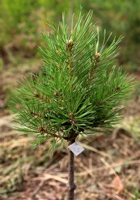 Сосна обыкновенная `Норске Тип`, Pinus sylvestris `Norske Typ` | СадПарад