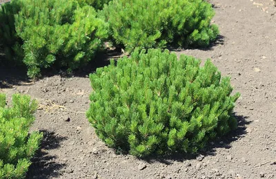Сосна обыкновенная Норски Тип (Pinus sylvestris Norske Typ) купить в спб  лисий нос Беговая Приморский район Черная речка