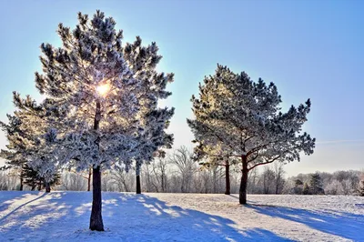 Сосны в снегу :: Александр Синдерёв – Социальная сеть ФотоКто