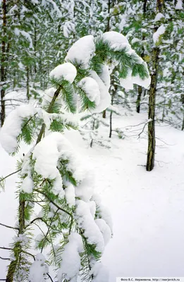 Красивая большая сосна тянется к маленькой рядом. Зима, деревья в снегу.  Stock Photo | Adobe Stock