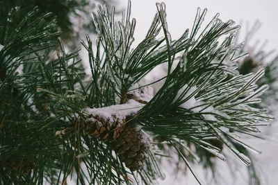 Природа Сибири. Сосны в снегу на …» — создано в Шедевруме