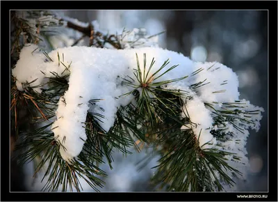 сосна в снегу, зимняя Сибирь, Россия Stock Photo | Adobe Stock