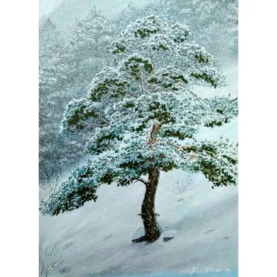 Сосны в снегу (63 фото) »