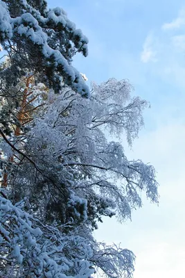 Сосны В Снегу, Крупным Планом Фото Фотография, картинки, изображения и  сток-фотография без роялти. Image 68110567