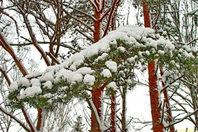 Одинокой Молодой Сосны В Снегу Стоковые Фотографии | FreeImages
