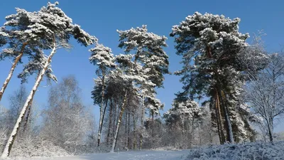 изображение сосны в снегу, зима, деревья, ветки фон картинки и Фото для  бесплатной загрузки