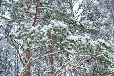Ветка сосны в снегу. Красивое фото