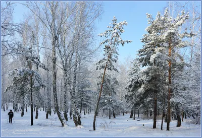 Ветки сосны в снегу. / Ветки сосны в снегу. / Фотография на PhotoGeek.ru