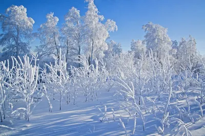 Сосновый Бор в снегу - 74 фото