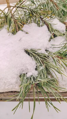 Сосны в снегу - зимний пейзаж маслом