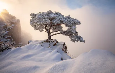 Дерево Сосны В Снегу — стоковые фотографии и другие картинки Снег - Снег,  Сосна, Изолированный предмет - iStock