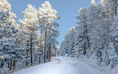 Ветки сосны в снегу, налет инее соснового леса на деревьях Стоковое  Изображение - изображение насчитывающей замерзано, морозно: 197967945